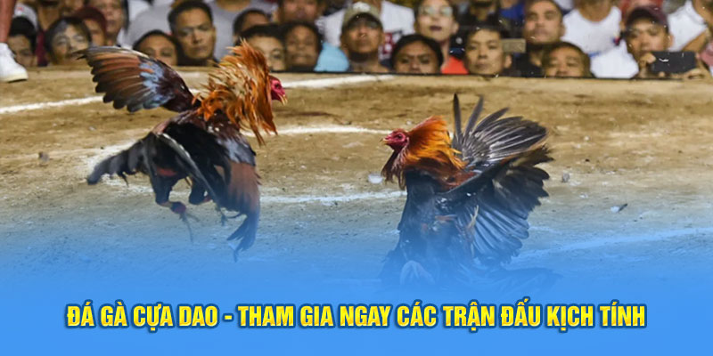 Đá gà cựa dao- ảnh đại diện