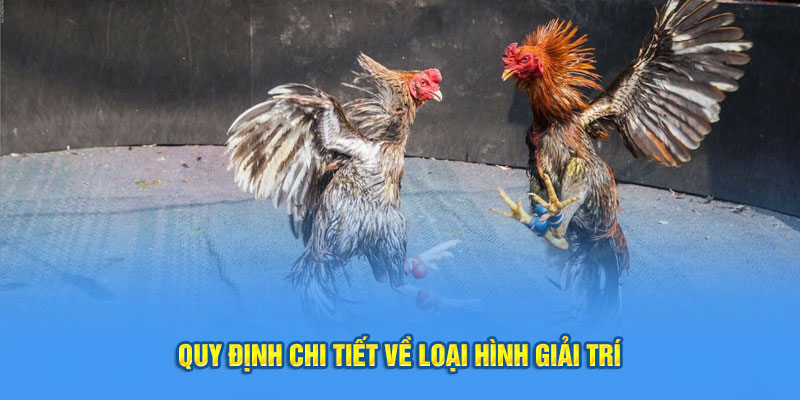 đá gà Thomo- quy định chi tiết về loại hình giải trí 