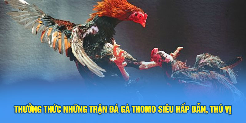 đá gà Thomo- ảnh đại diện