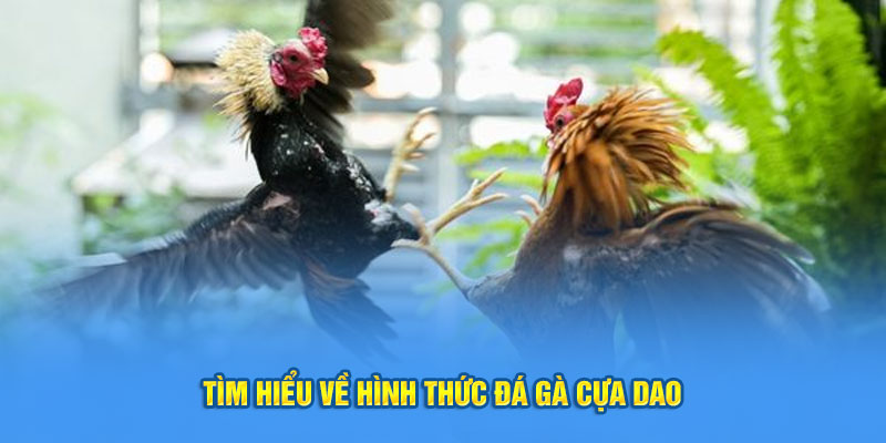 Đá gà cựa dao- tìm hiểu về hình thức đá gà 