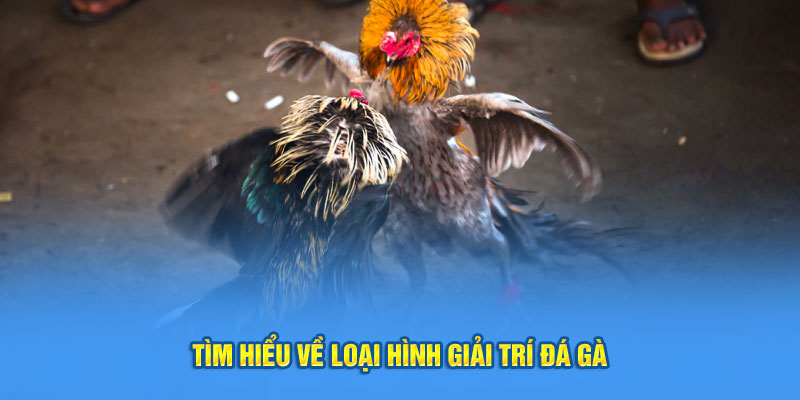 đá gà Thomo- tìm hiểu loại hình giải trí đá gà 