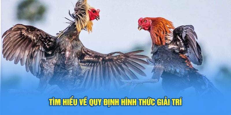 Đá gà cựa dao- tìm hiểu về quy định hình thức giải trí