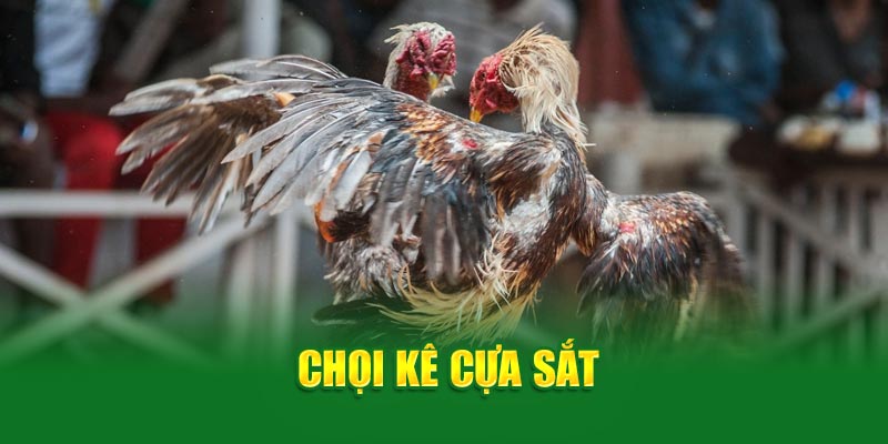 Đá gà 69VN- chọi kê cựa sắt