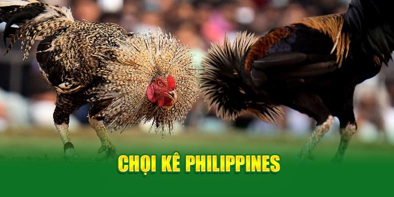 Đá gà 69VN- chọi kê philipines