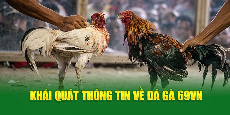 Đá gà 69VN- khái quát thông tin đá gà 