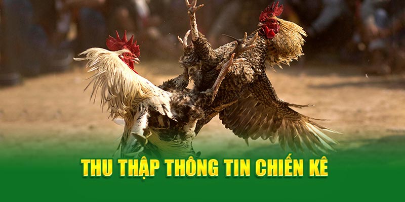 Đá gà 69VN- thu thập thông tin chiến kê